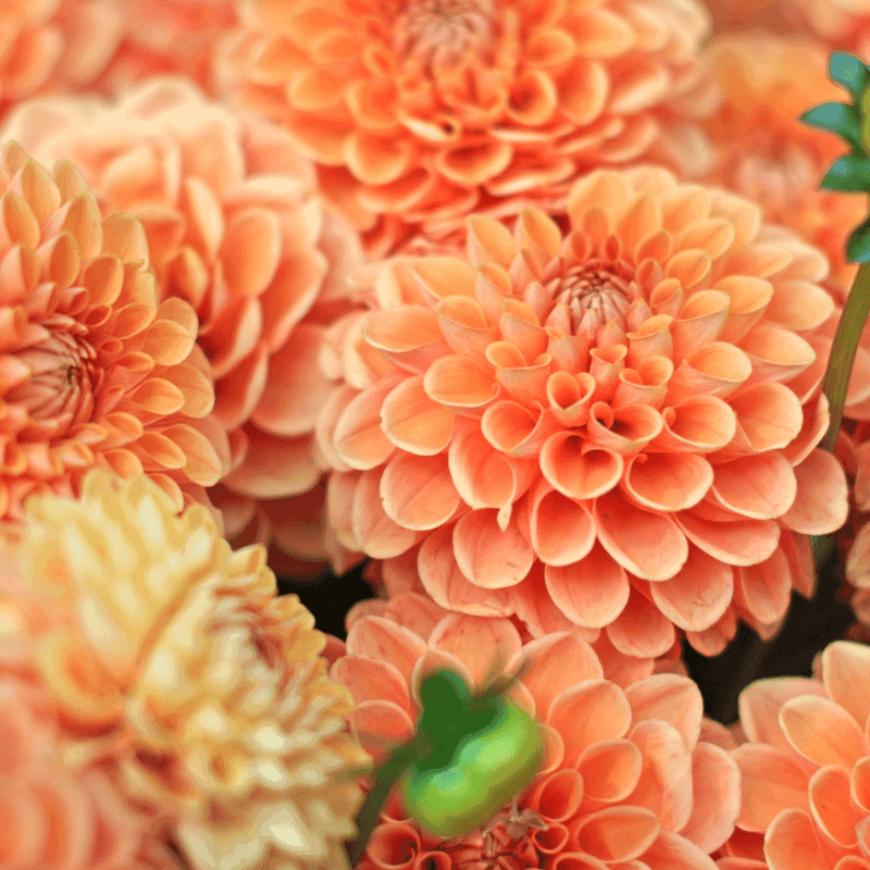 How to Start Summer Bulbs